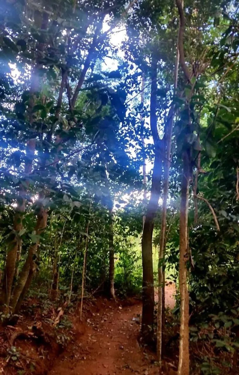 PROPRIEDADE RURAL À VENDA - POTÉ/MG - Foto 3