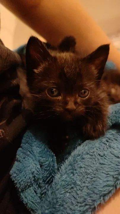 Gatinha filhote para adoção  - Foto 3