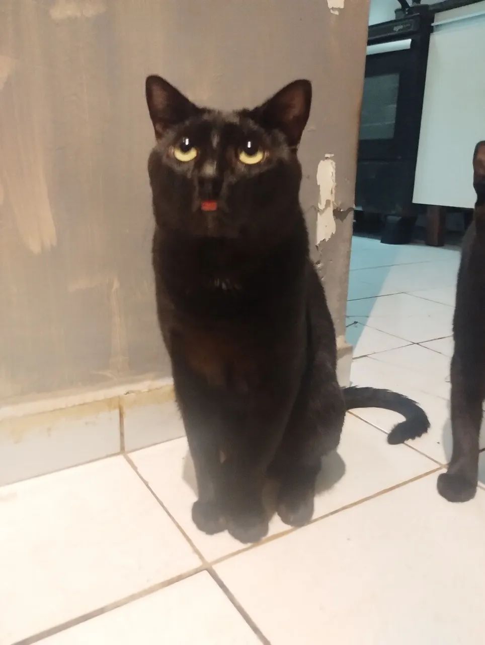 Adoção Responsável - Pedro - Foto 2