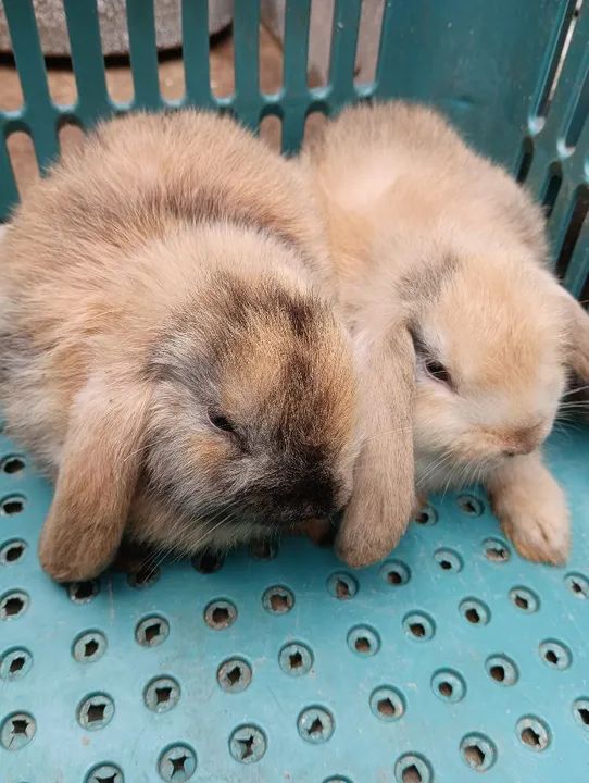 COELHAS MINI LOOP RAÇA PURA R$80 CADA UMA.. NÃO ENTREGO!!!  - Foto 4