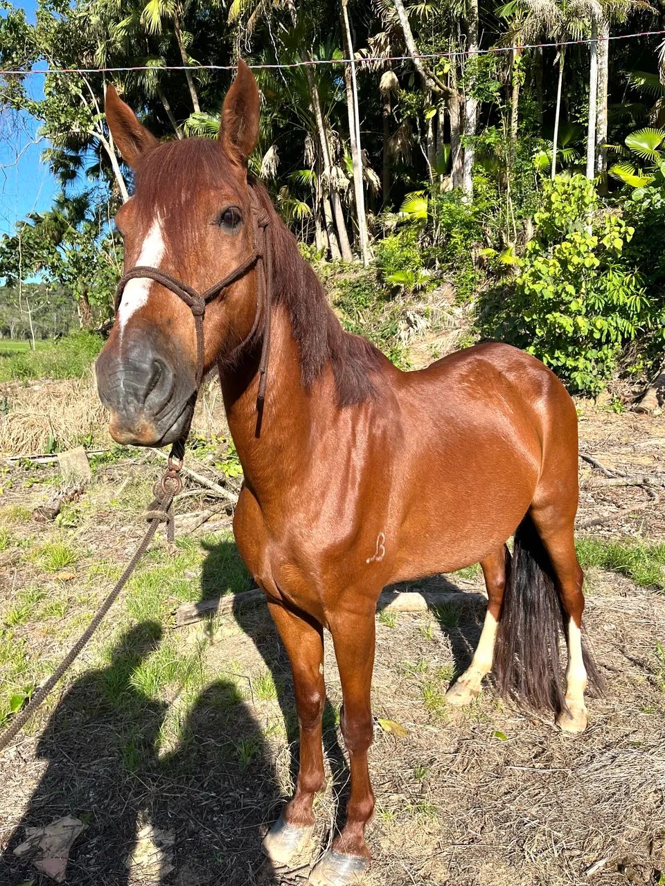Cavalo mangalarga marchador 