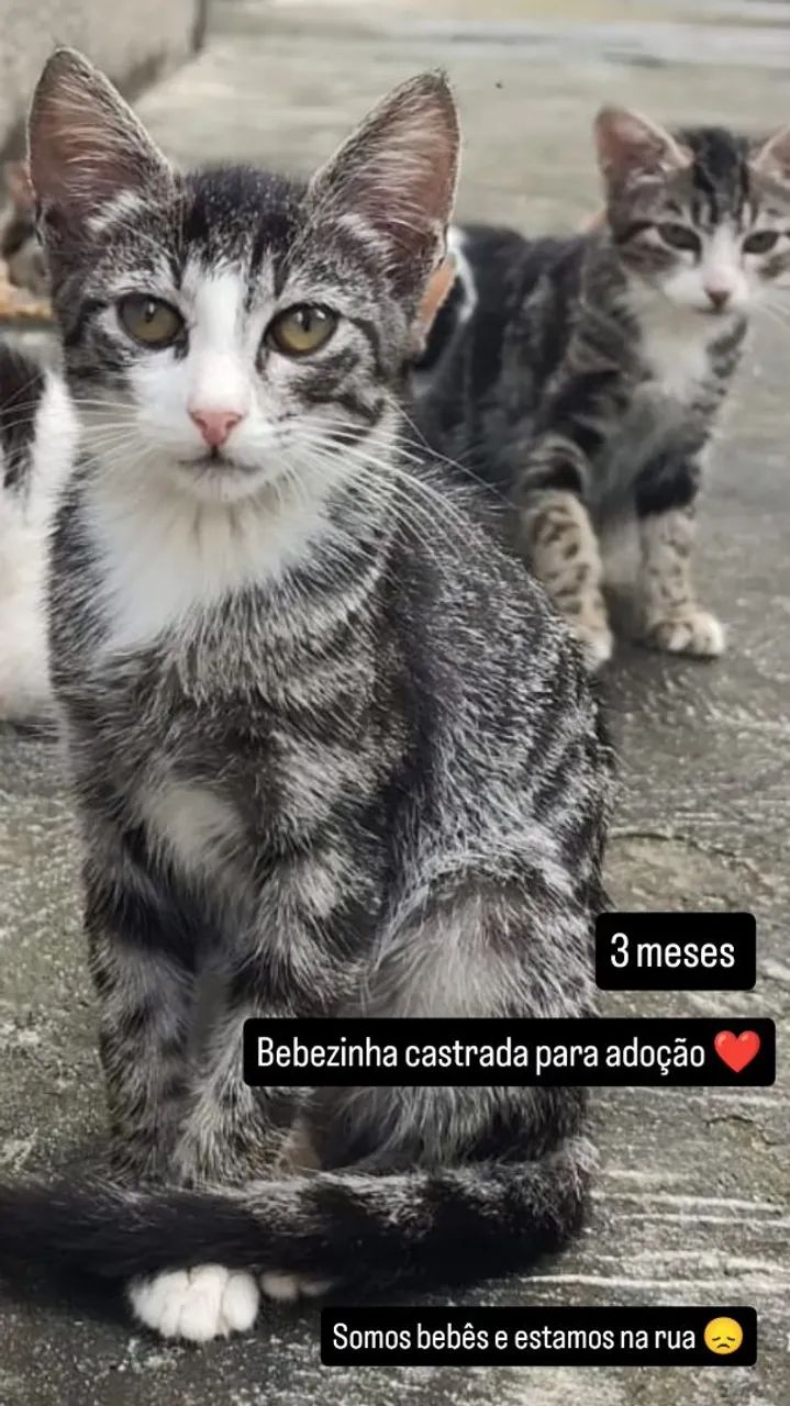 Gatinhos fofos para adoção - Foto 2
