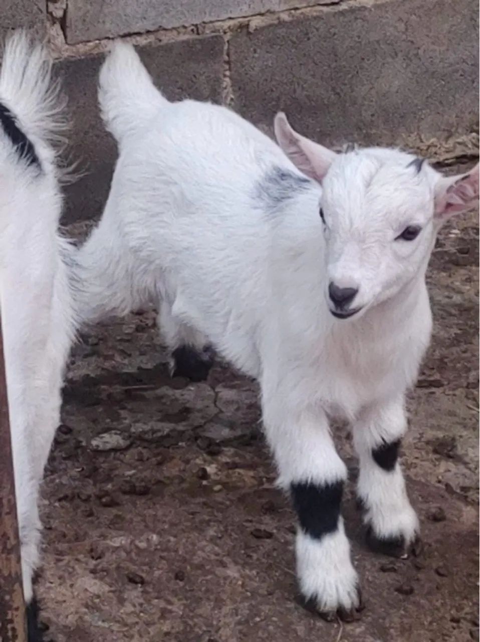 Mini Cabrito, mini bode, mini cabra  - Foto 5