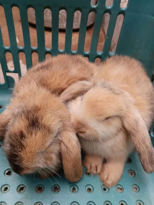 COELHAS MINI LOOP RAÇA PURA R$80 CADA UMA.. NÃO ENTREGO!!!  - Foto 5