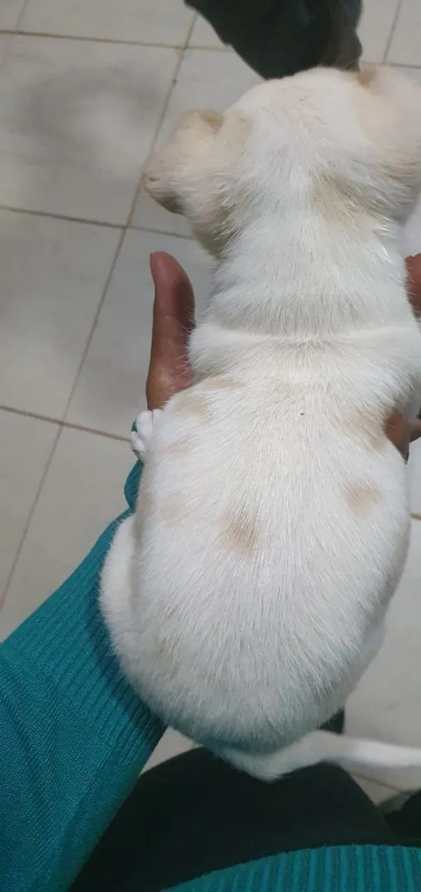 Filhote de Cachorro
