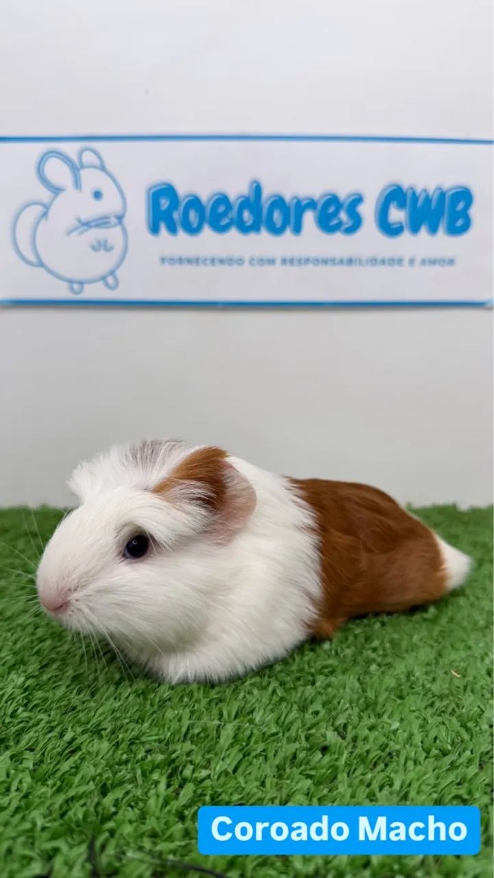 Filhotes de Porquinho da Índia (Roedores CWB) 