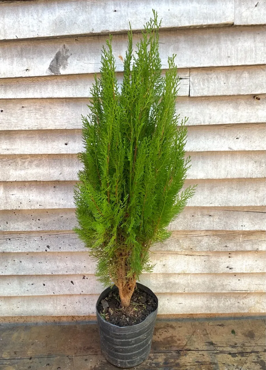 Pinheiro (tuia compacta)