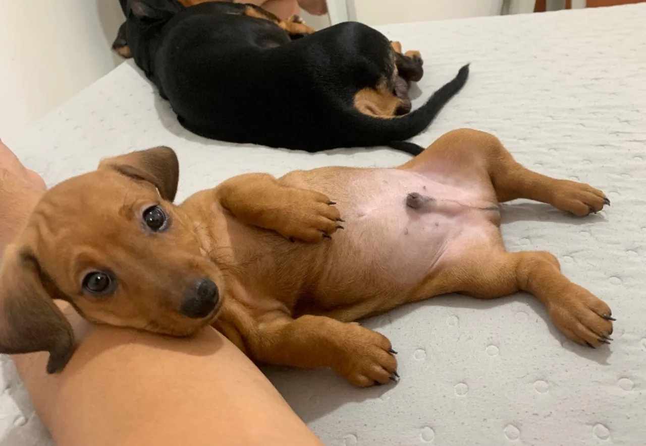 Lindos filhotes de Dachshund (Salsicha)!