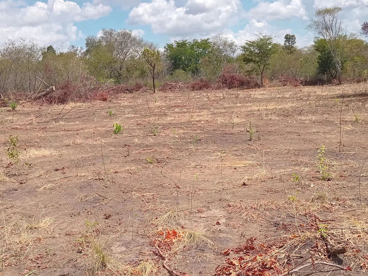 Fazenda  propriedade para soja gado e milho  - Foto 12