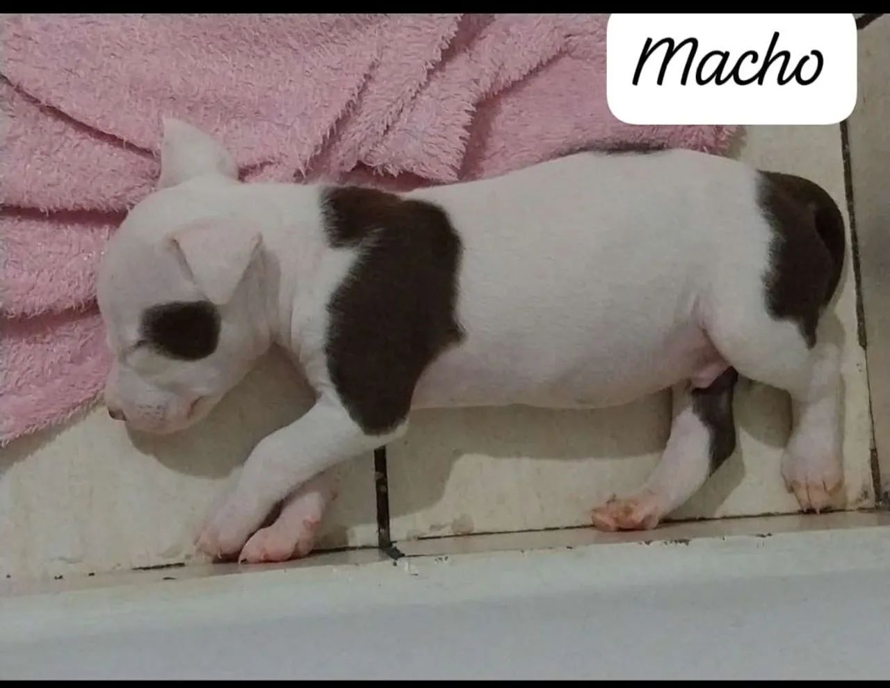 Filhote de Pitbull Fêmea e Macho - Foto 2