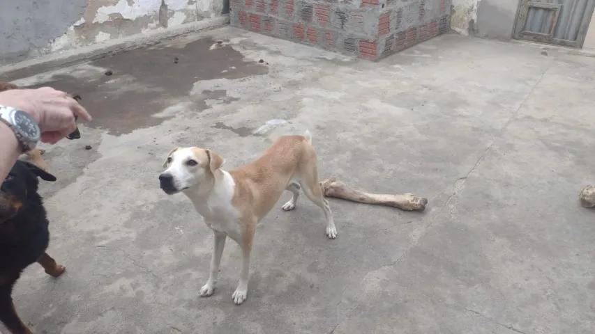 Doar - Cachorrinha