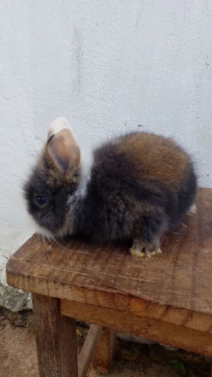 Coelho Anão Fofo para Adoção - Foto 2