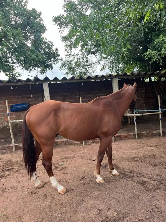 Cavalo para vender .. iniciado na esteira  - Foto 3