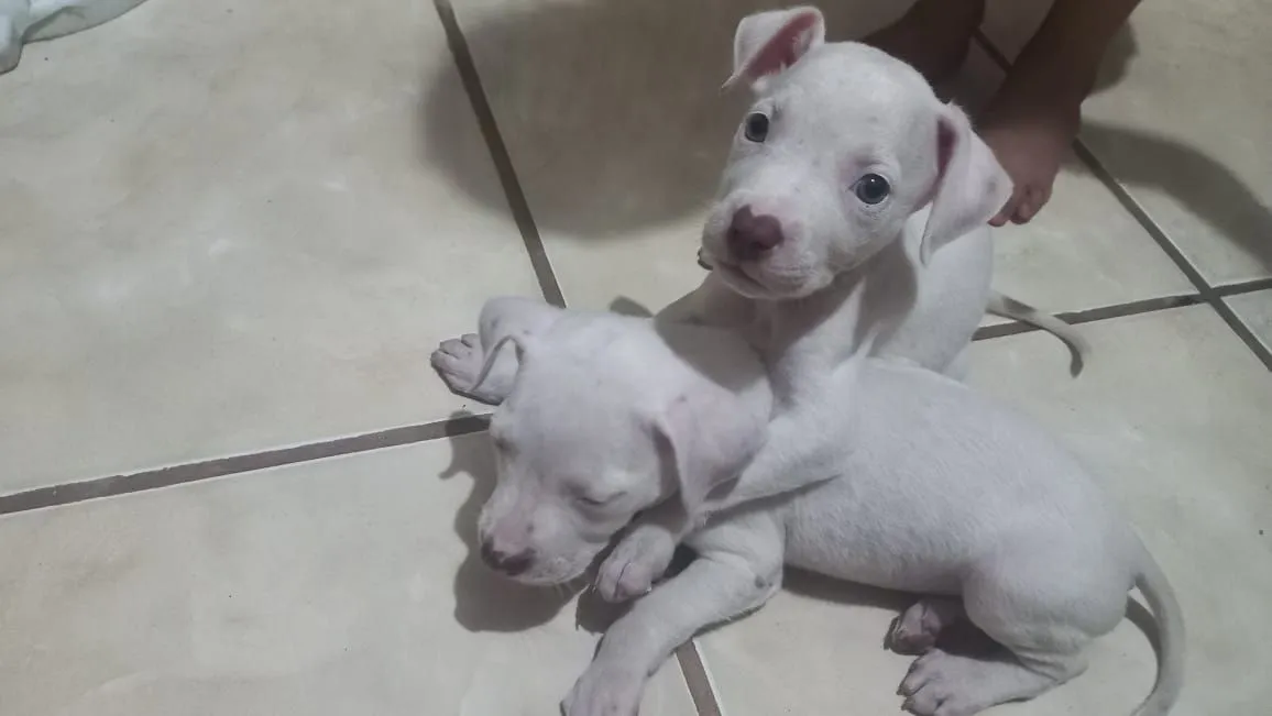 Dois filhotes de Pitbull brancos