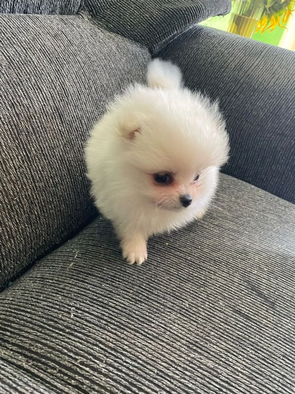 Filhote de Spitz Alemão Branco - Fofo e Charmoso!