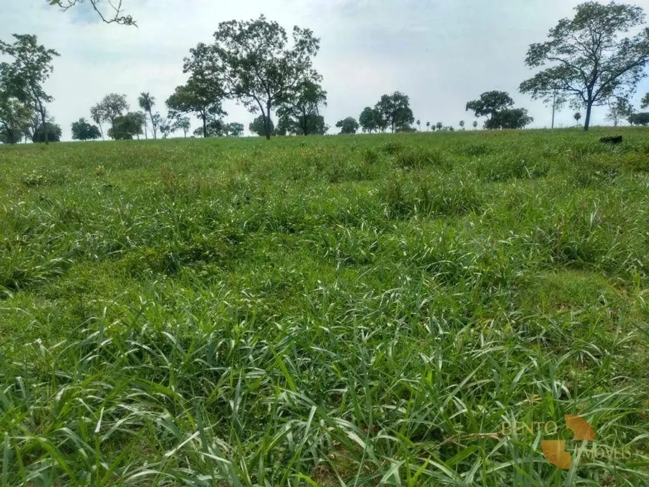 Terra ideal para gado de corte e leite.