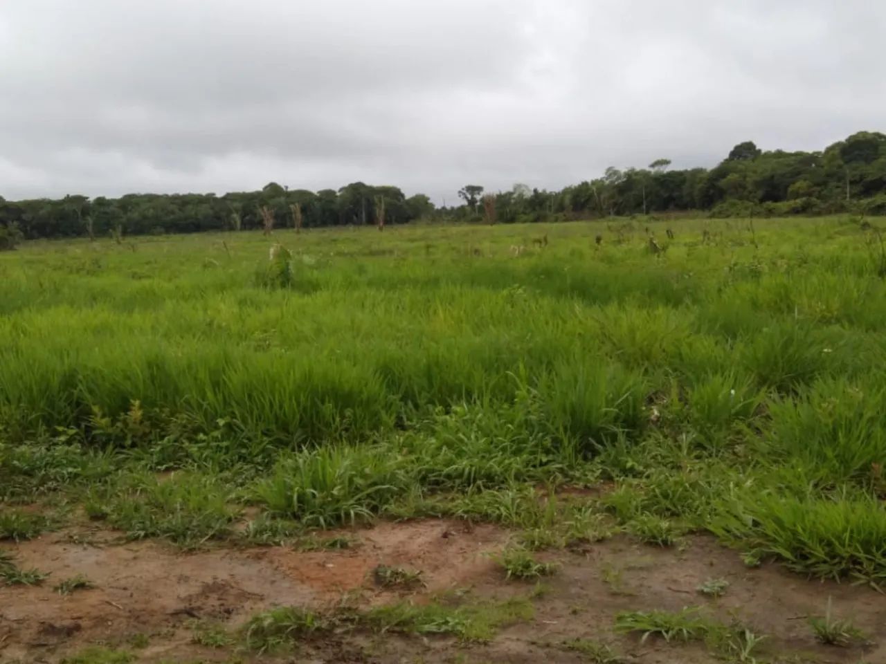 Vendo uma Excelente  Fazenda   - Humaitá - Amazonas - Foto 3