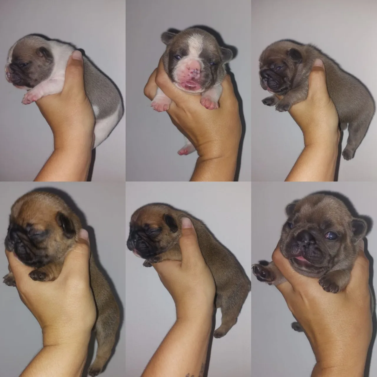 Filhotes de Bulldog Francês