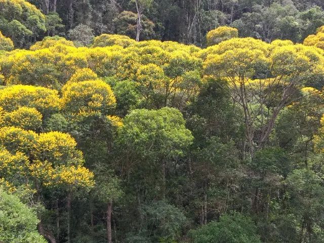 6 Alqueires (29,4 ha) - Foto 3