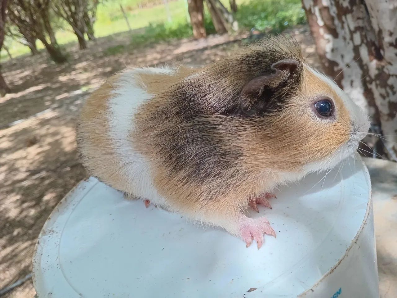 Porquinho da india  - Foto 5