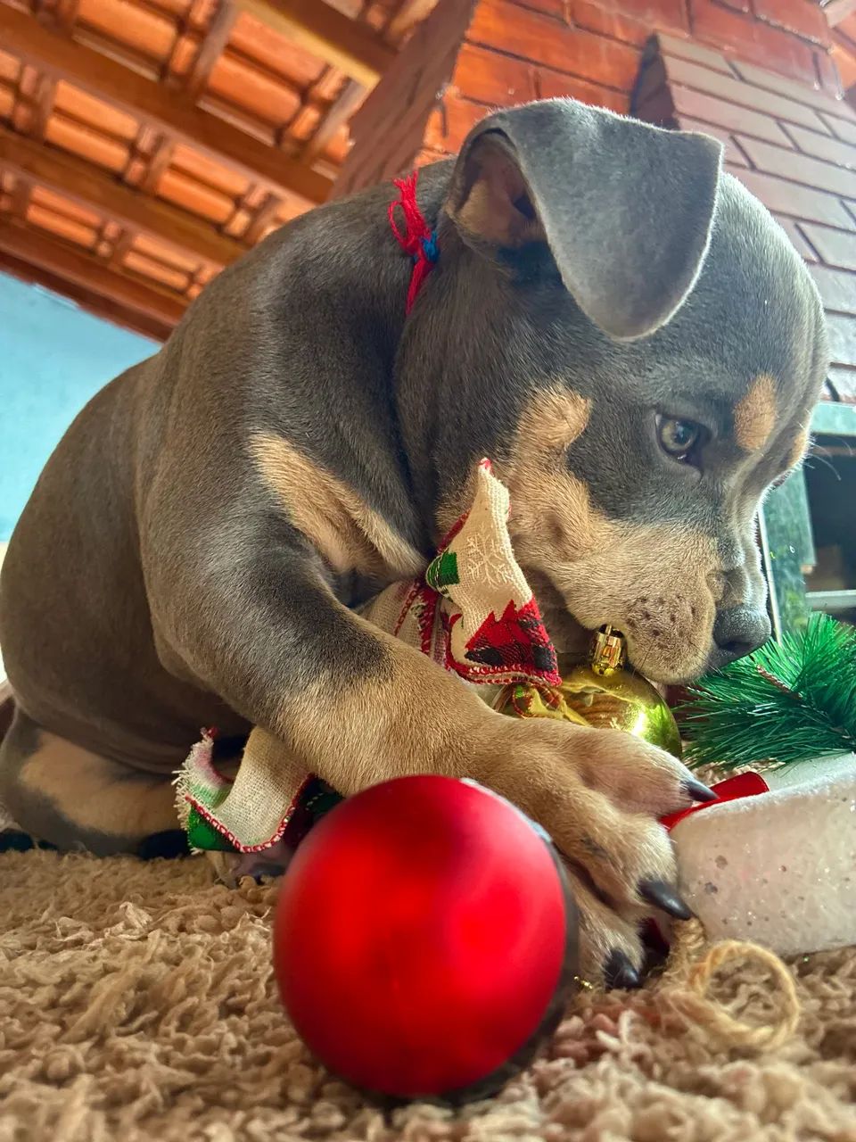 American bully - Micro  - Foto 4