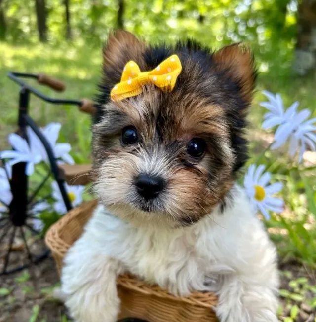 Fêmea de Biewer Terrier Mini: Charmosa e Saudável
