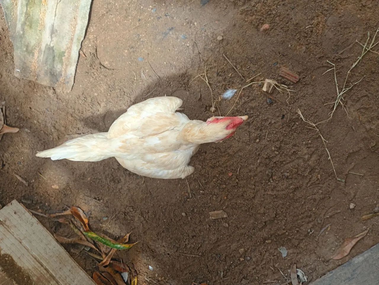 Galinha  - Foto 3