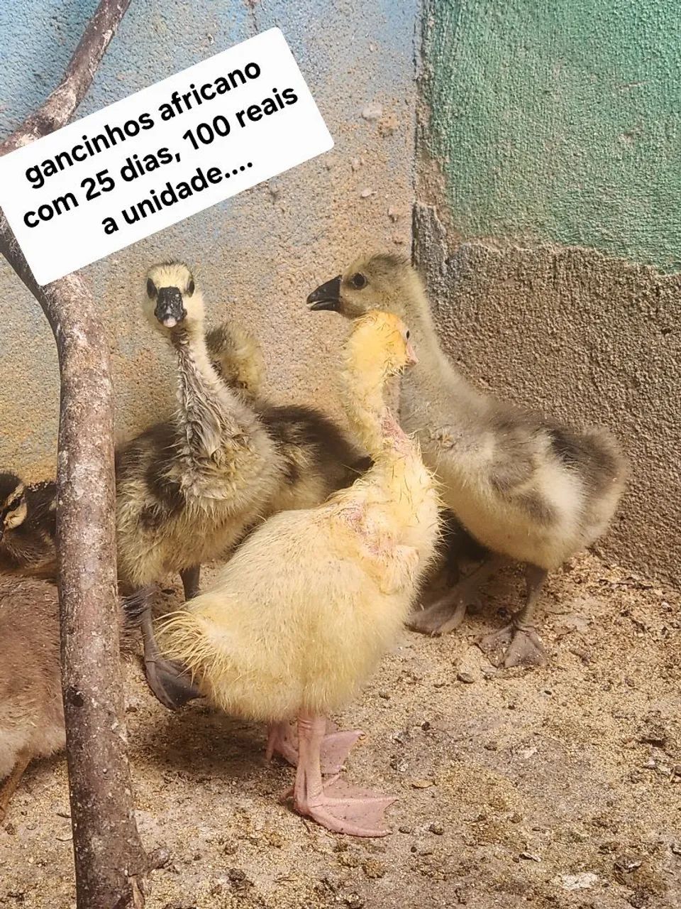 filhotes de aves - Foto 5
