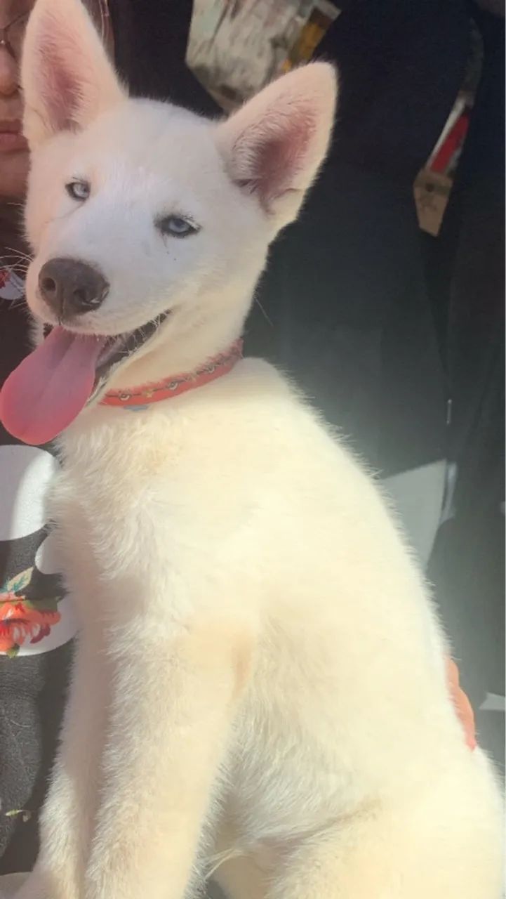 Husky siberiano  raro, branco ,4 meses  - Foto 2