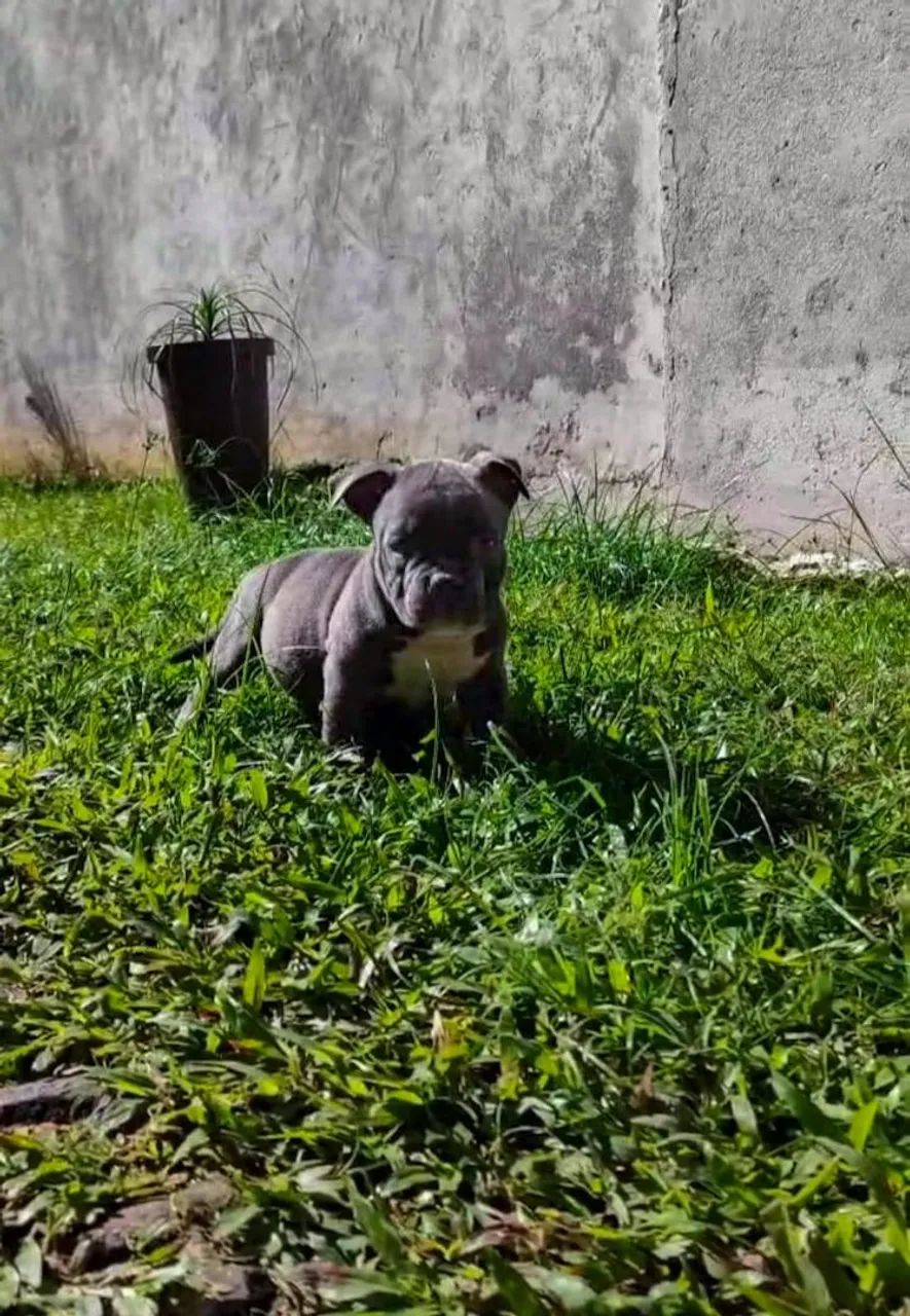 American Bully Filhote Macho Micro COM PEDIGREE 