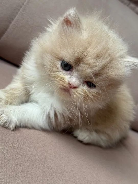 Gato Persa fêmea  - Foto 3