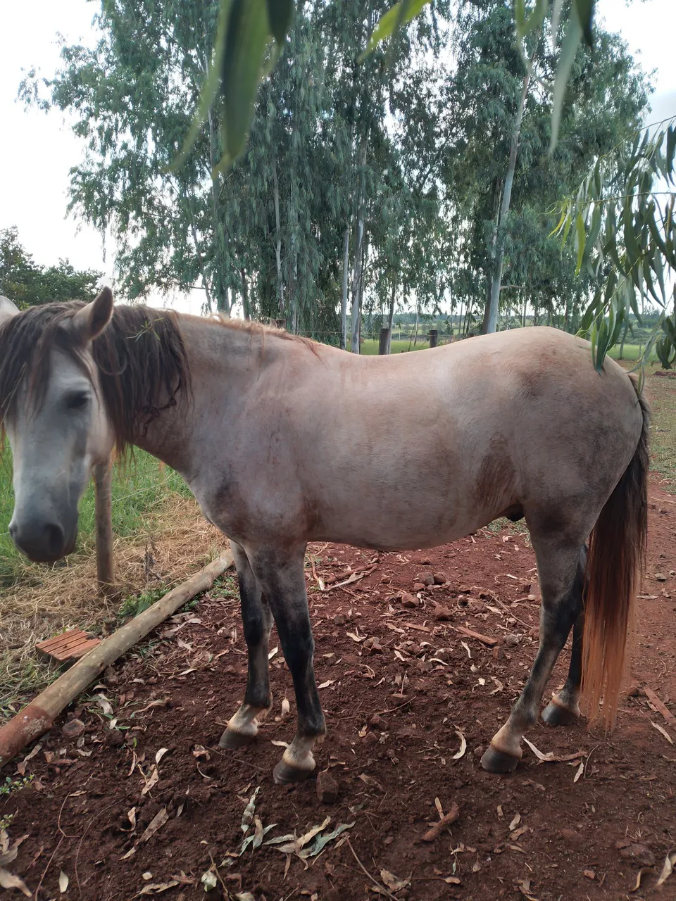 Cavalo Mangalarga Marchador meio sangue