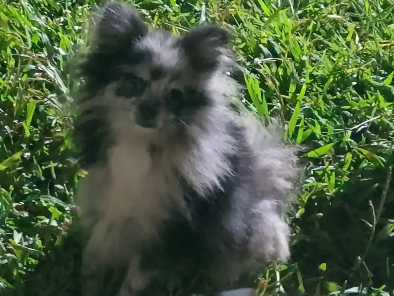 PROCURO MACHO SPITZ ALEMAO MERLE