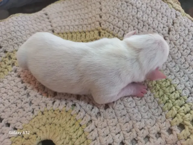 Doação de cachorros