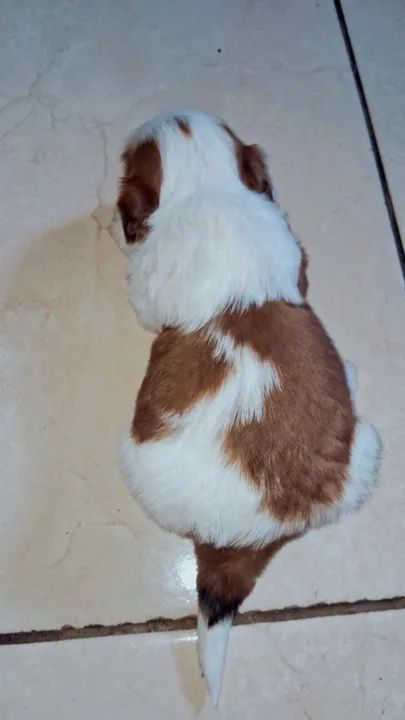 Filhote Shih Tzu - Foto 2