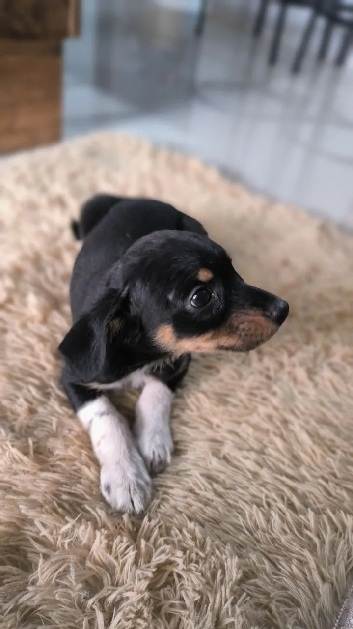 Filhote de pinscher n2 250,00