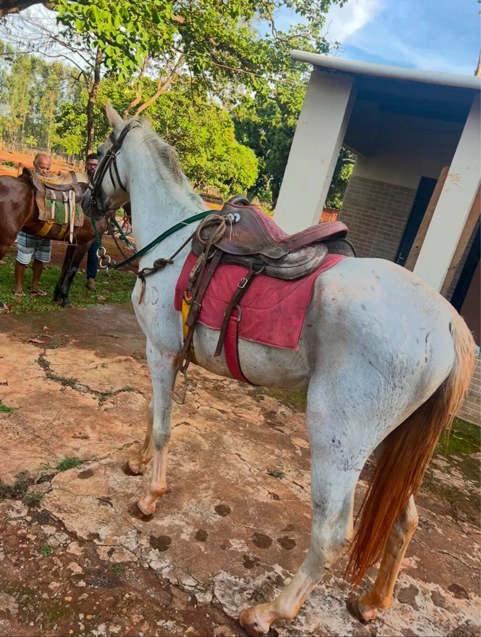 Cavalo Mangalarga Marchador - Adulto - Foto 4