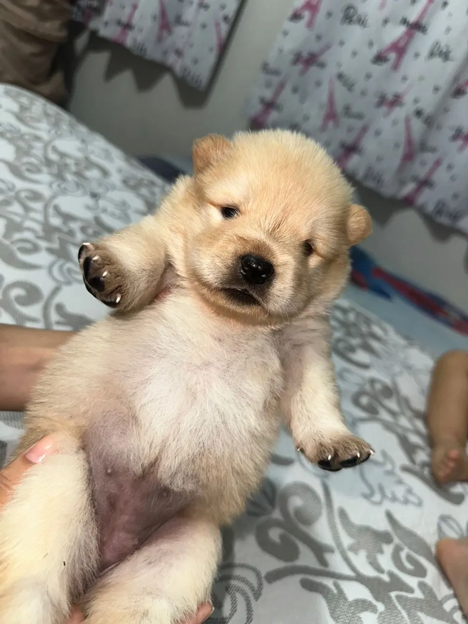 Filhote de Chow-Chow