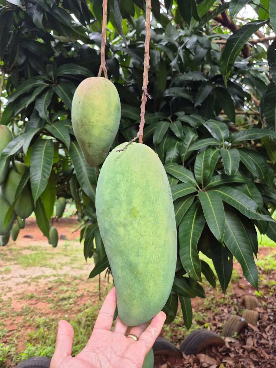 Excelente Chácara de 2.3 Hectares no Córrego do Atoleiro - Córrego nos Fundos - Foto 14