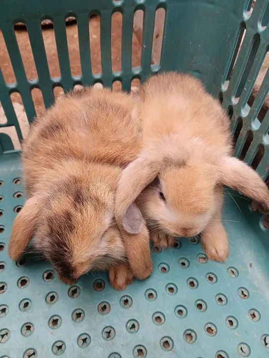 COELHAS MINI LOOP RAÇA PURA R$80 CADA UMA.. NÃO ENTREGO!!!  - Foto 3