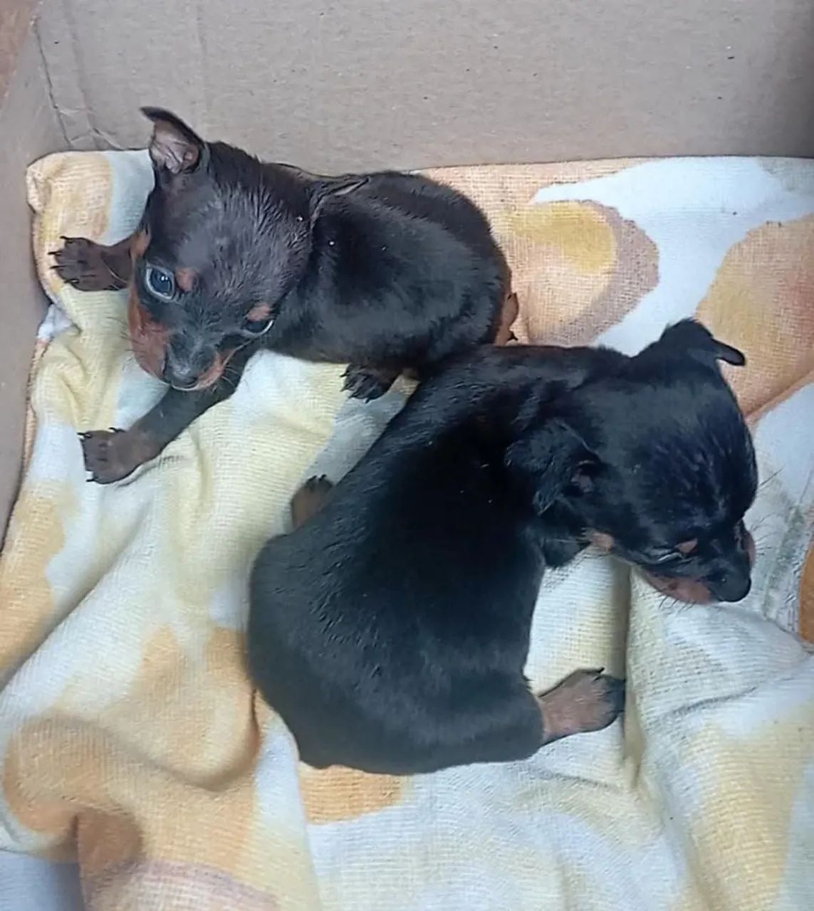 Lindos Filhotes de Pinscher zero aceitamos cartão até 12x  - Foto 4