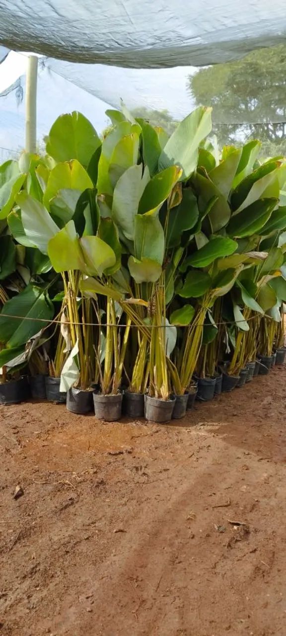 PALMEIRAS PARA ORNAMENTAÇÃO  - Foto 5