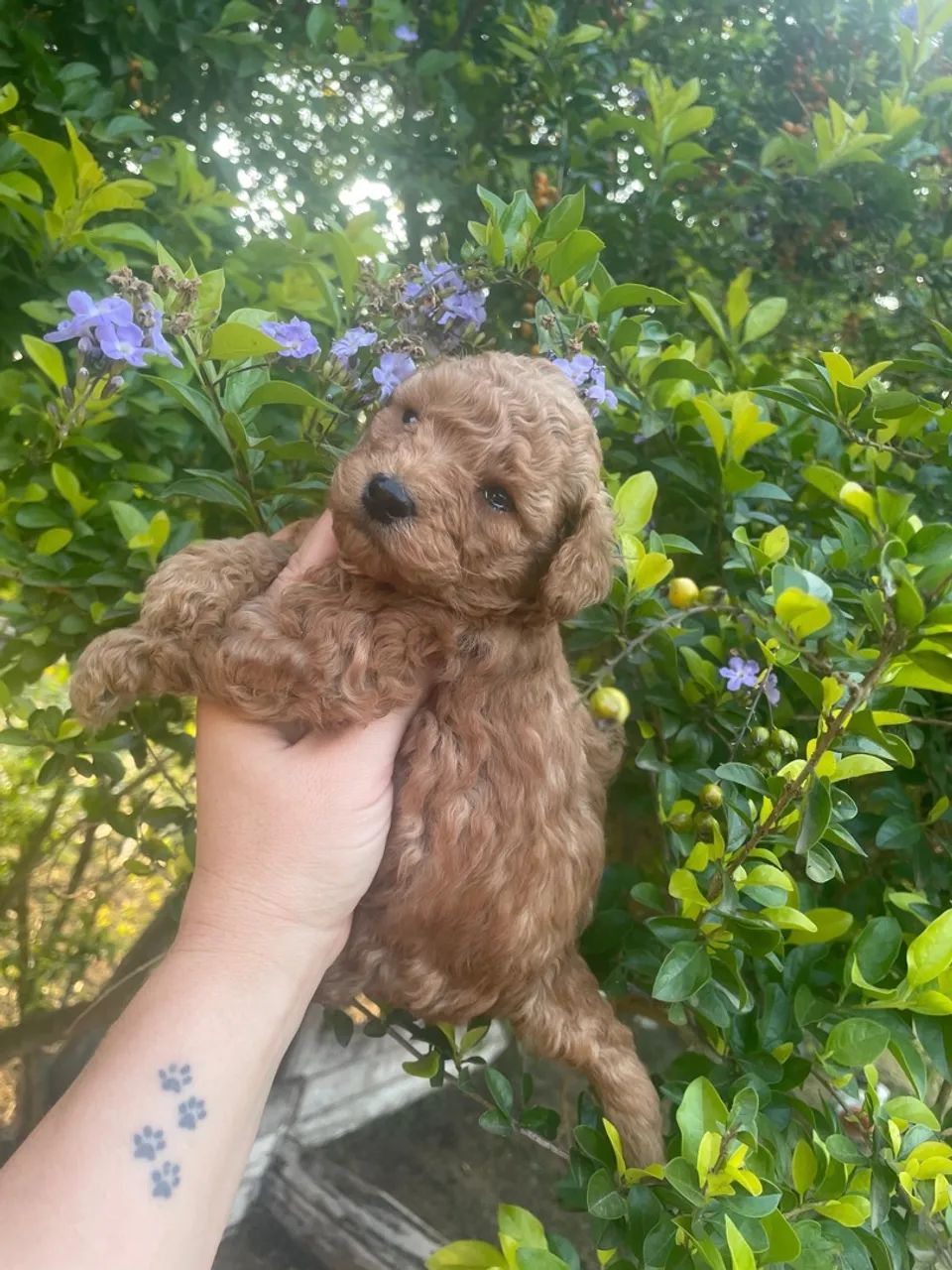 Poodle Mini  - Foto 5