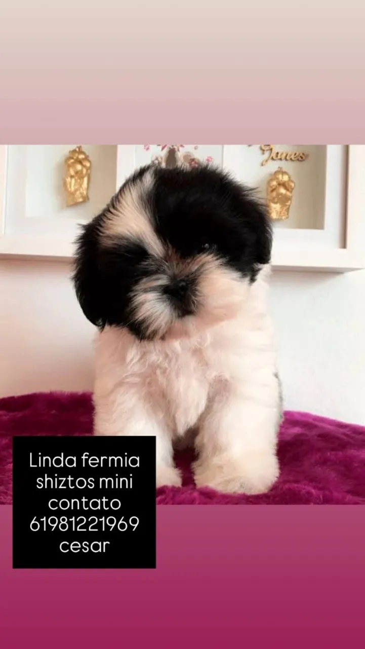 Linda fêmea shih-tzu mini
