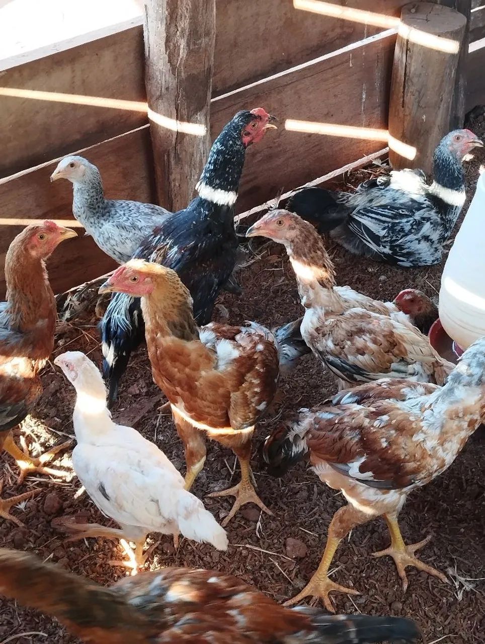 Frango caipira  - Foto 4