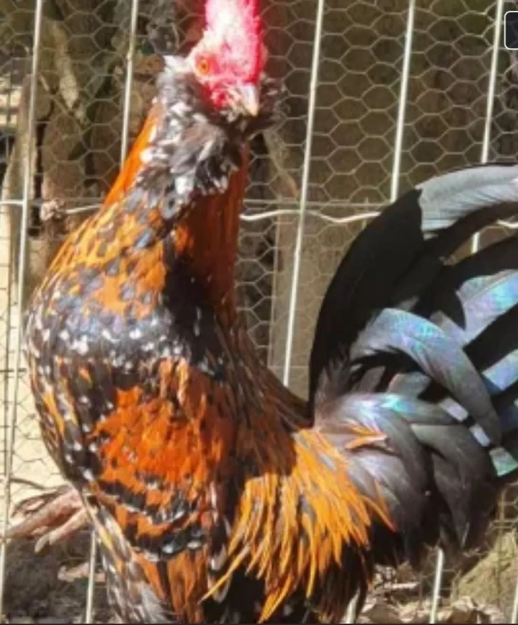 Galinho Belgian puro