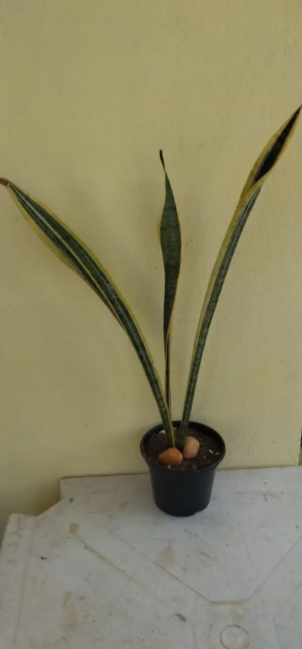 Espada de ogum