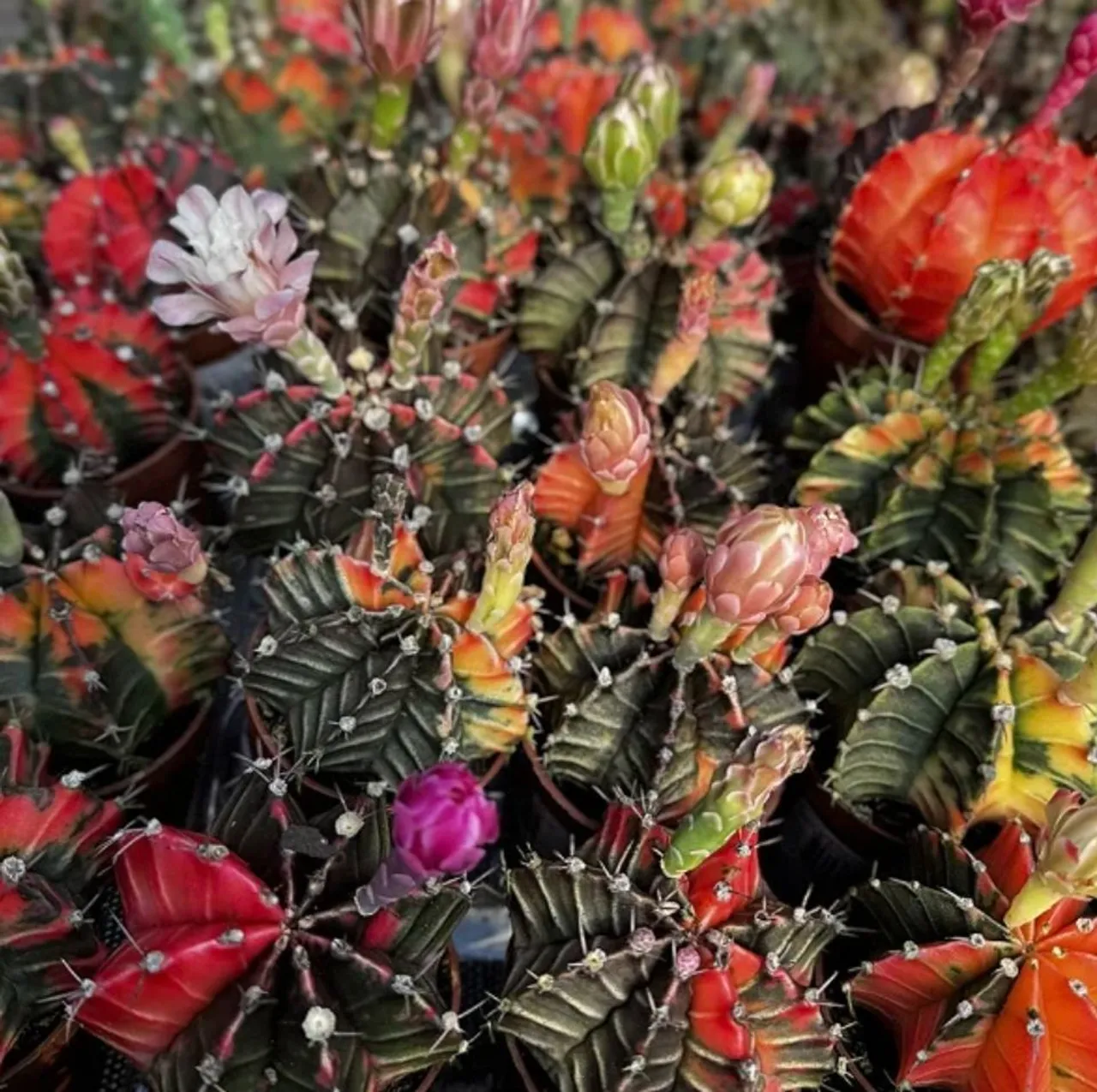 Cactos gymnocalycium colorido - beleza e exclusividade para seu jardim