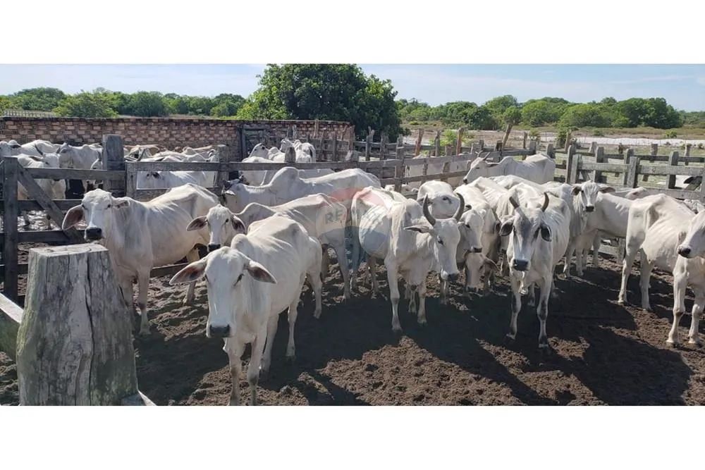 TERRENO (Fazenda em Piaçabuçu, AL - 687 ha) - Foto 4