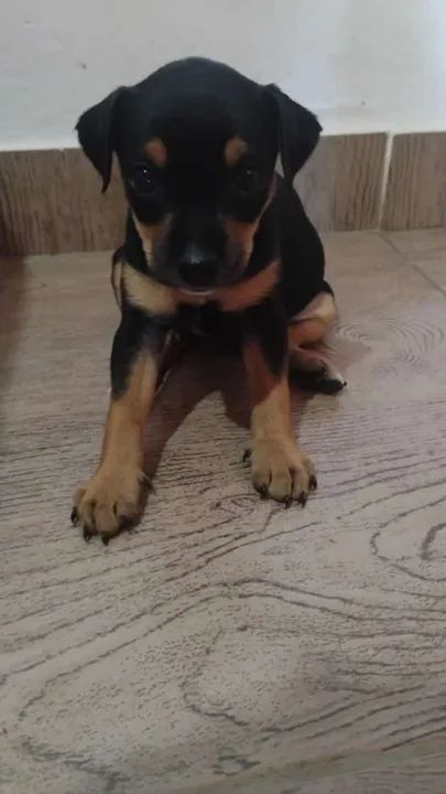 Filhote de cachorro - Lindíssimo - Foto 2